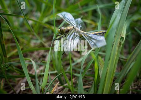 a dragonfly with broken wings lies on the ground in the grass Stock Photo