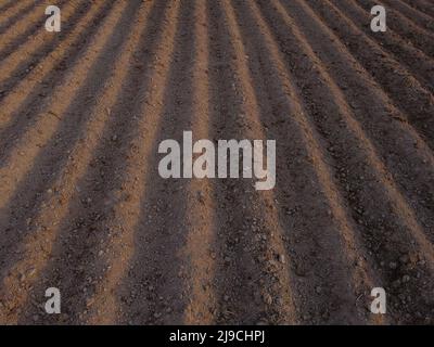 Long flat top rows, furrows, mounds, for newly planted potatoes in a rural agricultural area. land prepared for planting and cultivating the crop. Stock Photo