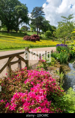 RHS Wisley Garden, view of the Rock Garden during May or late spring, Surrey, England, UK, with flowering shrubs azaleas Stock Photo