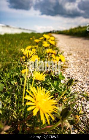 A bunch of yellow dandelion flowers in the grass Stock Photo