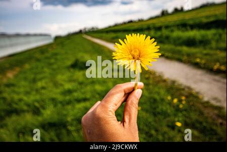 Woman hand holding a yellow dandelion flower in front of green grass Stock Photo