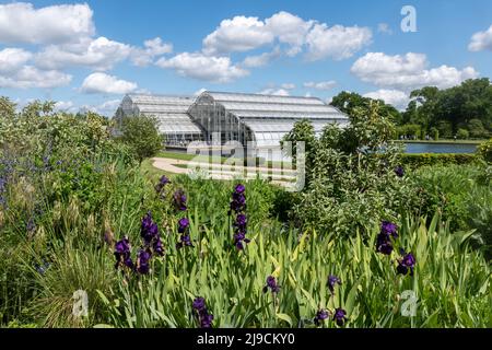 View of the glasshouse in RHS Wisley Garden during May, Surrey, England, UK, with purple irises in flower