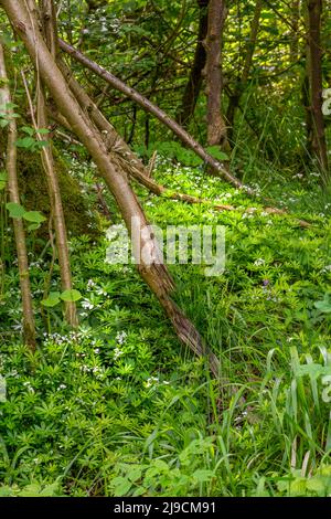 A patch of Woodruff flowers growing on a bank in a woodland scene Stock Photo