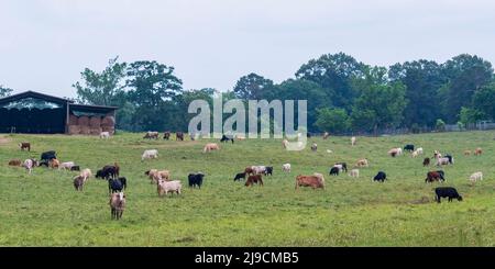 Herd of mixed breed beef cattle in a spring pasture with a pole barn containing round hay bales in the background. Stock Photo