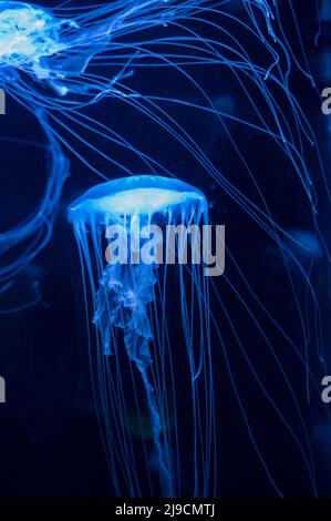 Sanderia malayensis jellyfish family Pelagiidae, native to tropical Indo-Pacific close up Stock Photo