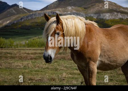 Beautiful specimen of a horse with blond manes and light brown fur in the mountains. Pyrenean horse. Stock Photo