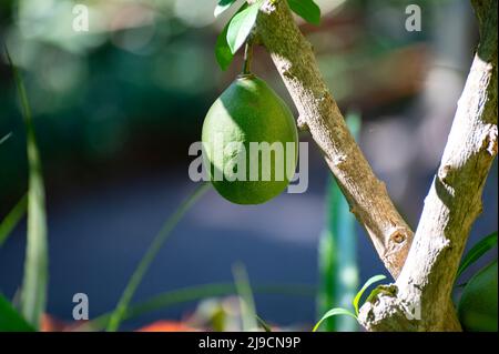 Green fruits hanging on Crescentia cujete or calabash tree in tropical Caribbean garden Stock Photo