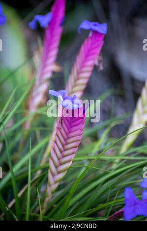 Colorful blossom of walissia lindeniana tropical ornamental flowers in garden Stock Photo