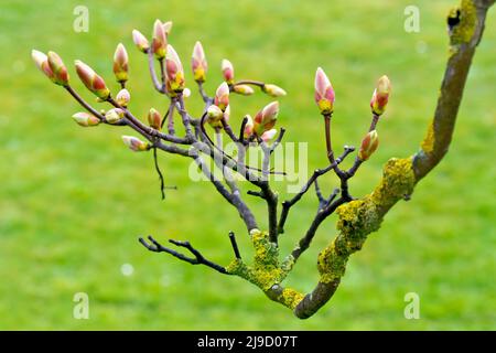 Sycamore (acer pseudoplatanus), close up of drooping branch with leaf buds on the verge of opening up, isolated against a green background. Stock Photo