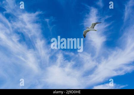 Seagull in the sky Stock Photo