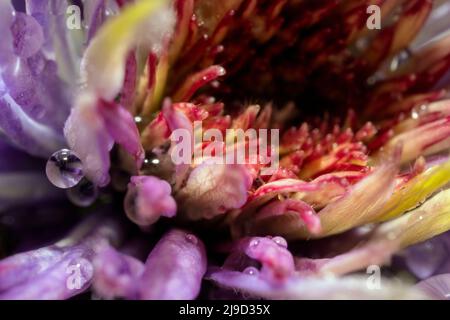 Macro of a clematis-blossom in various colors with rain drops Stock Photo