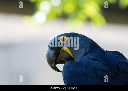 Closeup profile of a beautiful blue and yellow Hyacinth Macaw showing off its large, curved beak as it turns its head to look to the side. Stock Photo
