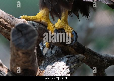 Closeup of the feet and long, powerful, curved talons of a Bald Eagle perched on a  branch. Stock Photo