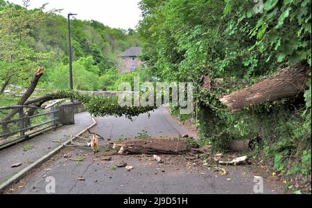 Fallen Tree in Currie Stock Photo