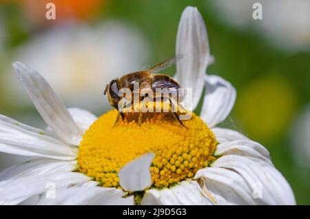 A bee on a daisy flower Stock Photo