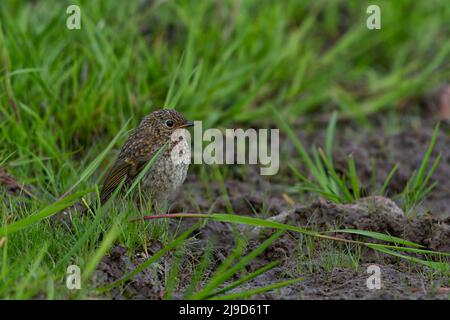 Juvenile Robin Erithacus rubecula searching for food items on the ground in Northumberland. Stock Photo