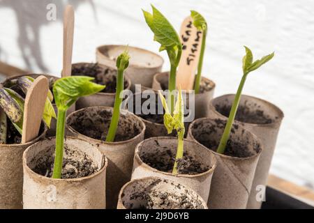 Greek Gigantes beans growing on a window sill in old toilet roll tubes before being planted out. Stock Photo