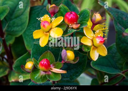 Hypericum × inodorum Magical Lightning.  Berries are changing from yellow to red - they will eventually become black. Stock Photo