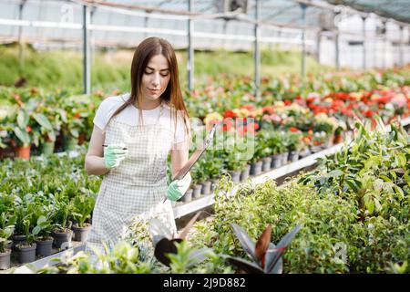 Woman gardener in apron caring potted plant in greenhouse surrounded by plants and pots. Home gardening, love of plants and care. Stock Photo