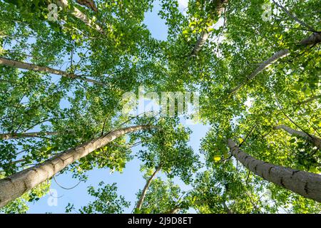 Below photo of poplar trees and recycle icon design on sky as a symbol of clean air quality. Concept of reducing carbon emissions and air pollution. Stock Photo