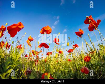 Blooming red poppies on field against the sun, blue sky. Wild flowers in springtime. Dramatic day and gorgeous scene. Wonderful image of wallpaper. Ex Stock Photo
