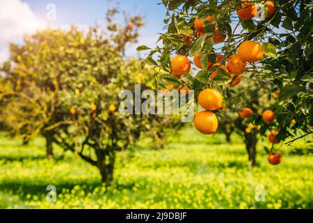 Impressive view of green garden. Farming in springtime. Picturesque day and gorgeous scene. Wonderful image of wallpaper. Location place Sicily island Stock Photo