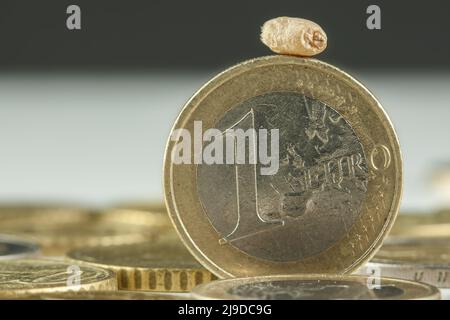 A grain of wheat lies on a standing euro coin. Grain prices continue to rise steeply. Stock Photo