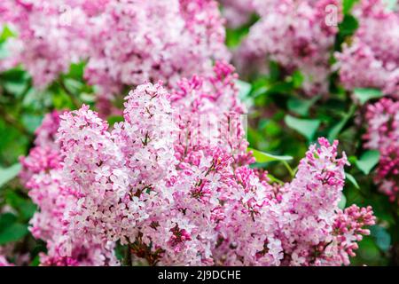 Breathtaking lush lilac flowers in sunlight. Gorgeous day and picturesque scene. Abstract seasonal background. Wonderful image of wallpaper. Colorful Stock Photo