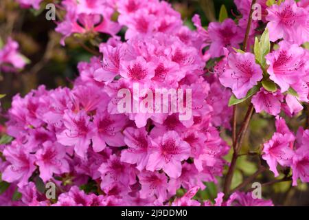 Pink azalea flowers blossom in spring. Pink flower texture background. Lots of flowers. Selective focus Stock Photo