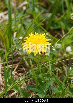 Dandelions growing in a field. Quebec,Canada Stock Photo
