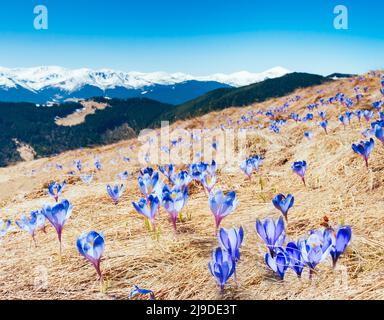 Awesome first flowers in the alpine valley. Gorgeous day and picturesque scene. Location place of Carpathian, Ukraine, Europe. Wonderful image of wall Stock Photo