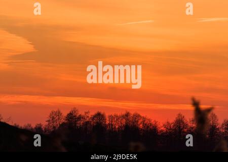 Tree branches on dramatic sunset sky - abstract photo Stock Photo