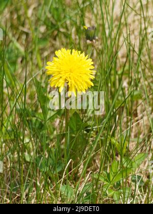 Dandelions growing in a field. Quebec,Canada Stock Photo