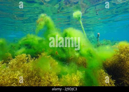 Algal bloom underwater in the ocean, green filamentous algae growing over brown algae, Eastern Atlantic, Spain, Galicia Stock Photo