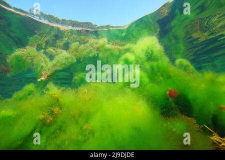 Filamentous algae below water surface underwater in the ocean, algal bloom, Eastern Atlantic, Spain, Galicia Stock Photo