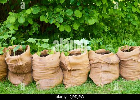 Growing pumpkin and tomato seedlings in jute bags full of composted soil in the garden. Stock Photo