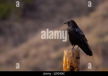Male raven on telephone pole Stock Photo