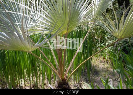 Brahea armata or Mexican blue palm or blue hesper palm evergreen tree of the palm family Arecaceae.Thorns on the petioles. Stock Photo