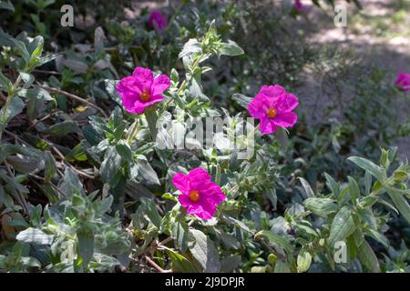 Cistus pulverulentus or magenta rock rose or cistus crispus bright flowers in the sunny garden Stock Photo