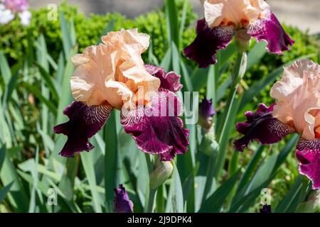 Bearded iris cultivar flowers with peach standards purple falls and capsicum red beard. Bright white sunburst around beards Stock Photo