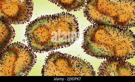 Monkeypox virus, one of the human orthopoxviruses, pathogen closeup Stock Photo