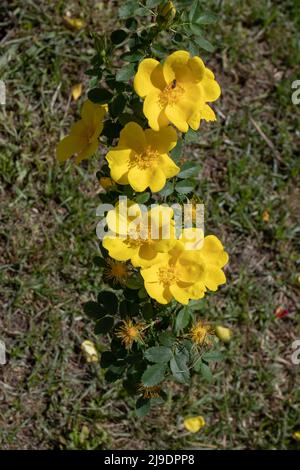 Rosa foetida or austrian briar or persian yellow rose branch with bright flowers Stock Photo