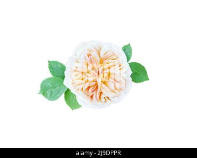 Yellow white rose flower with leaves isolated on white. Stock Photo