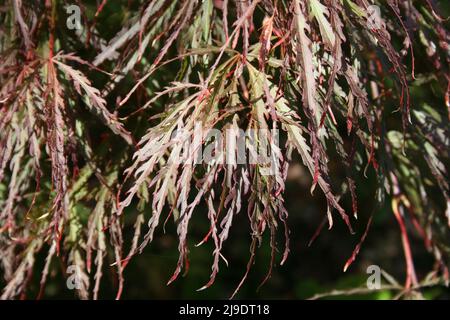 Acer palmatum dissectum 'Crimson Queen' (Weeping Japanese Maple) growing in an Australian garden in autumn. Sydney, New South Wales, Australia. Stock Photo