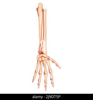 Forearms Skeleton Human back view. Set of ulna, radius, hand, carpals, wrist, metacarpals, phalanges Anatomically correct realistic flat concept Vector illustration isolated on white background Stock Vector
