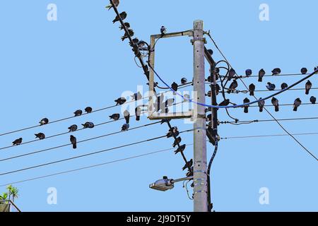 Electricity poles and high voltage cables on the poles. Birds pigeons perched at electric poles. Birds are sitting in a row on electric cable. Blue sk Stock Photo