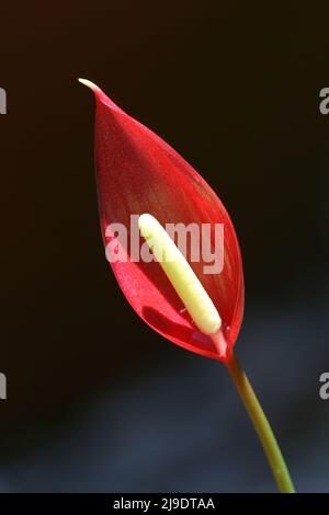 STUDIO IMAGE OF A SINGLE RED ANTHURIUM FLOWER ON A BLACK BACKGROUND. Stock Photo