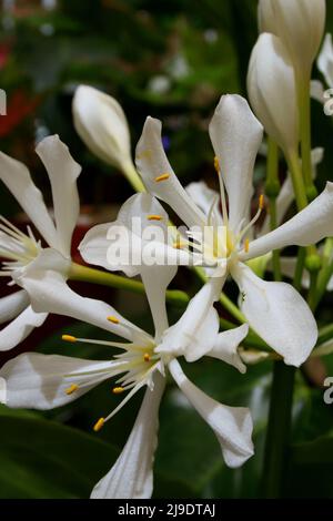 CARDWELL LILIES (PROIPHYS AMBOINENSIS) ALSO KNOWN AS NORTHERN CHRISTMAS LILY Stock Photo