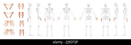 Set of Skeleton Hands Human front back side view with partly transparent bones position. Carpals, wrist, metacarpals, phalanges. 3D realistic flat natural color Vector illustration of anatomy isolated Stock Vector