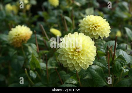 DAHLIA FLOWERS 'SUSIE DAHL' IN FULL BLOOM, QUEENSLAND, AUSTRALIA. Stock Photo